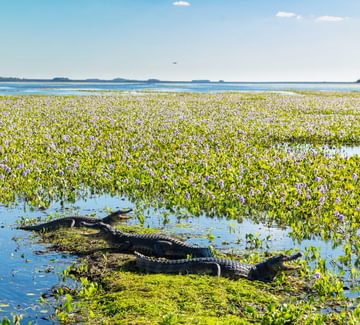 Argentina ibera rewilding Yacaré Negro c Florian Von Der Fecht
