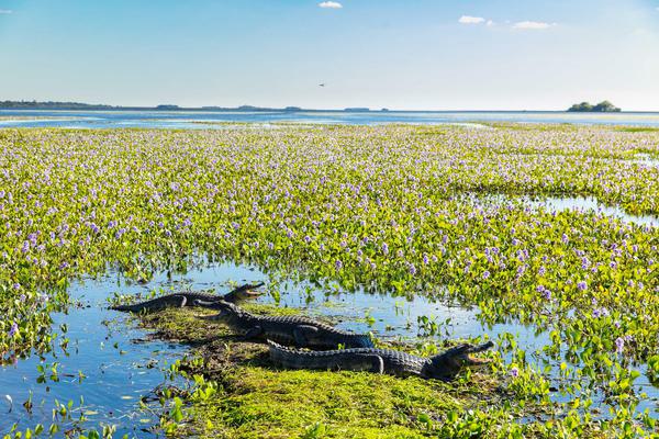 Meet the Marsh: Definition & Types - State Parks Blogs