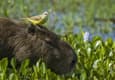 Argentina ibera wetlands capybara Carpincho rewilding c Rafael Abuin
