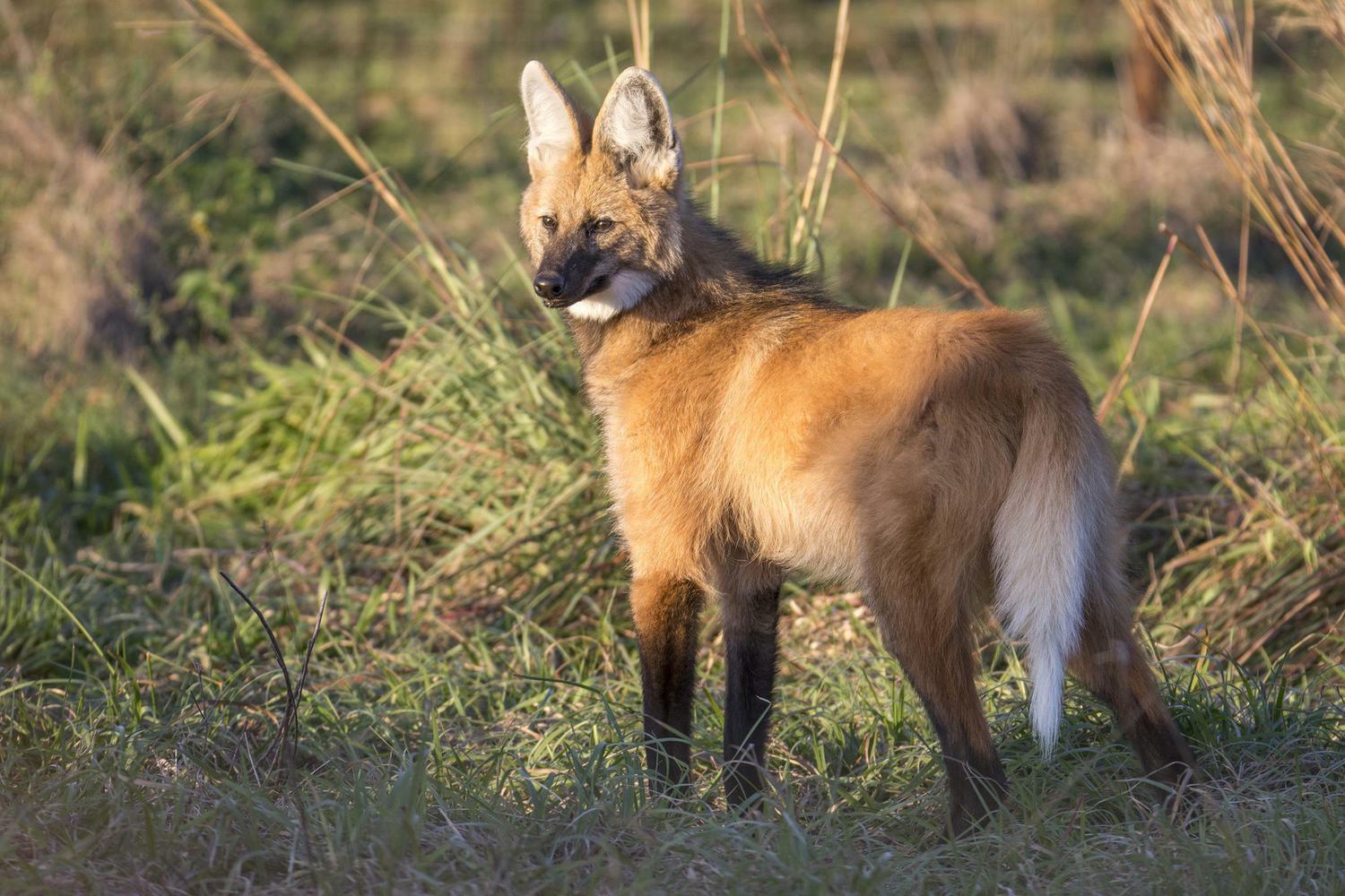 Argentina ibera wetlands wolf Aguará Guazú rewilding c Matias Rebak