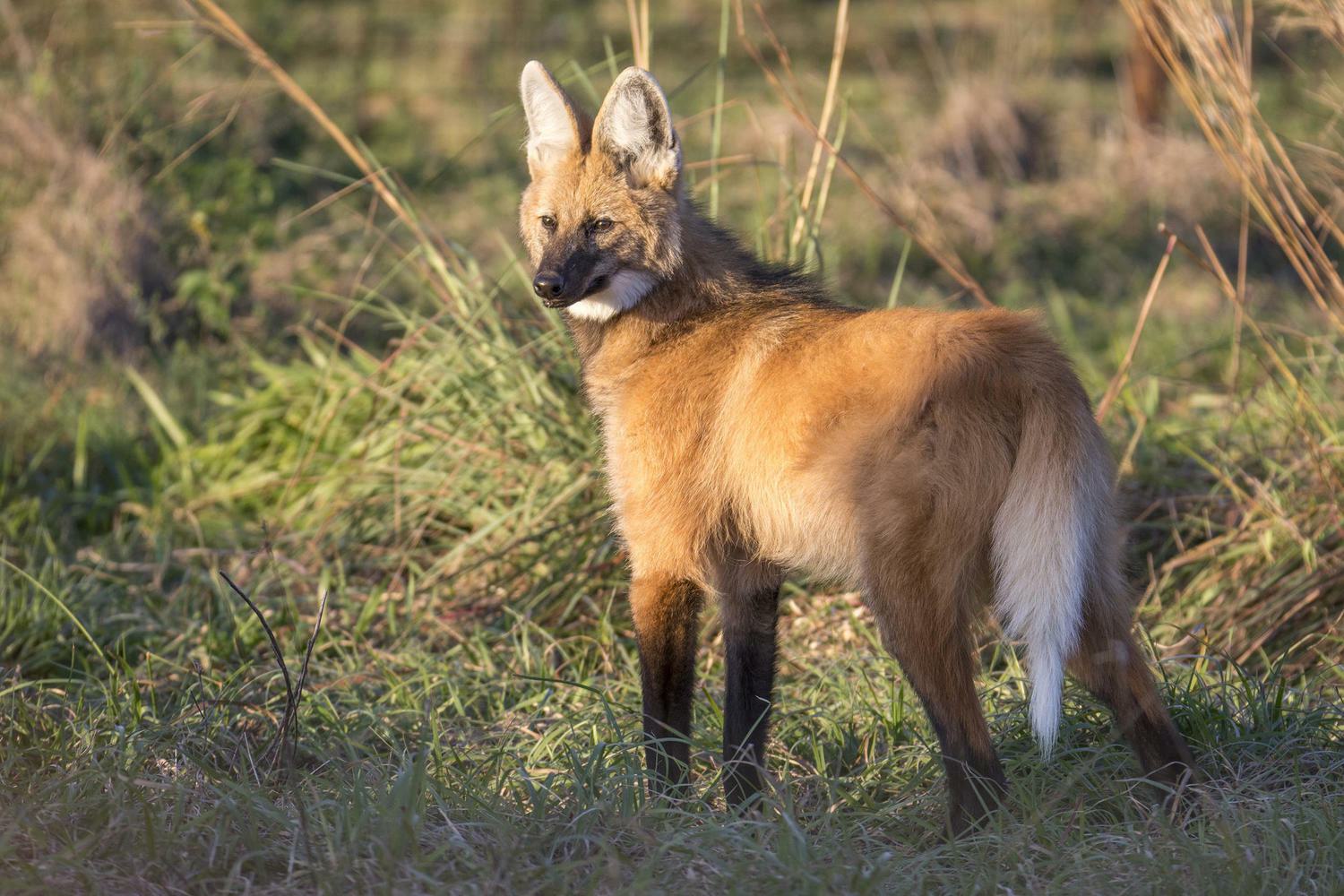 Argentina ibera wetlands wolf Aguará Guazú rewilding c Matias Rebak