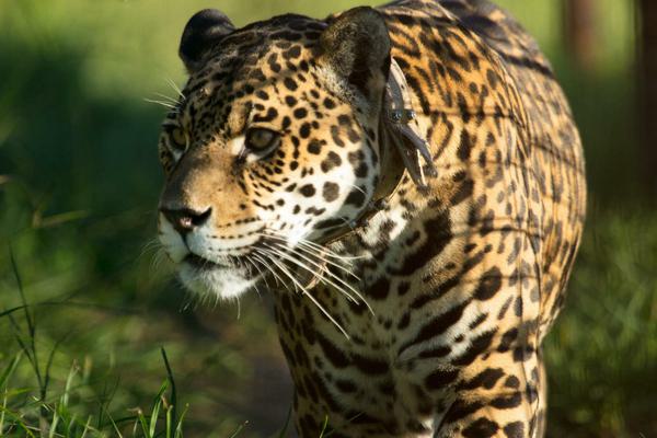 Argentina ibera yaguareté rewilding vertical c Florian Von Der Fecht