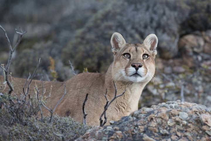 Argentina patagonia parque puma 2 c hernan povedano rewilding argentina