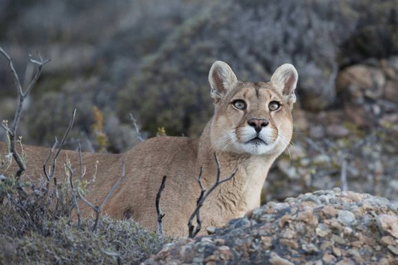 chile patagonia puma in torres del paine