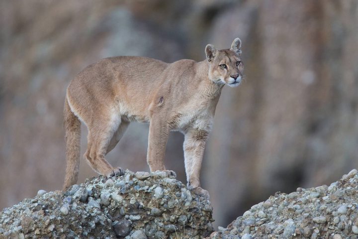 Argentina patagonia parque puma c hernan povedano rewilding argentina