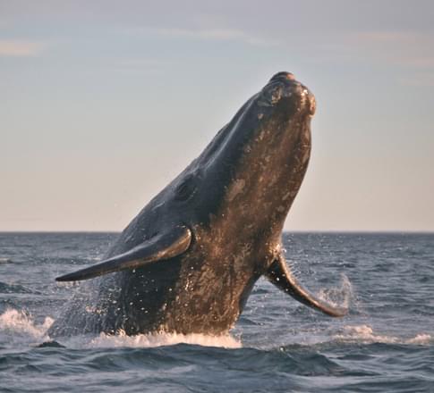 Argentina patagonia peninsula valdes right whale leaping
