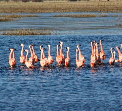 flamingos steppe chubut argentina