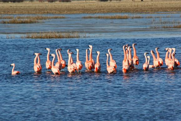 flamingos steppe chubut argentina