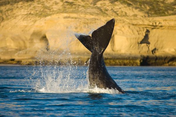 Argentina peninsula valdes southern right whale