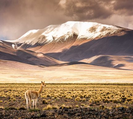Argentina puna c socompa Vicuna at Laguna Blanca Sebastian del Val JPG scaled
