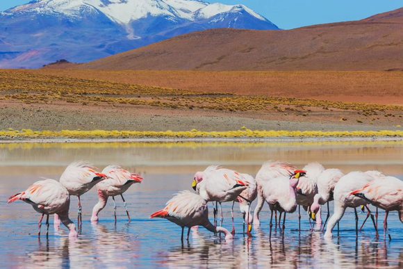 flamingos in laguna grande in argentina