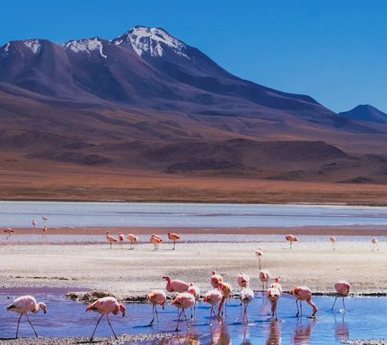 Argentina puna laguna grande socompa 4