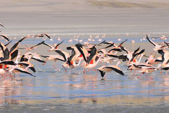 flamingos in laguna grande argentina