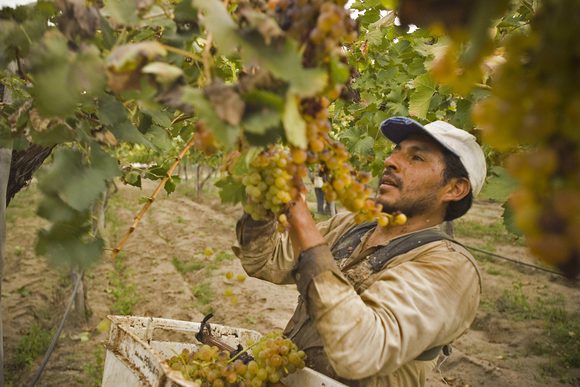 harvesting grapes in cafayate