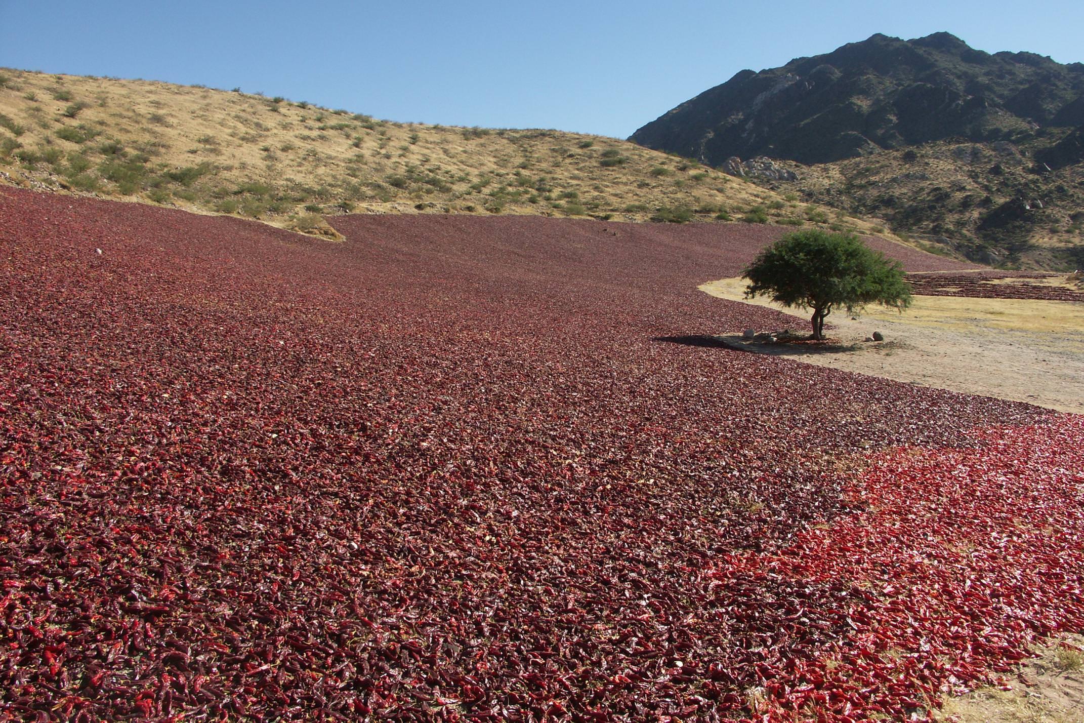 Argentina salta drying peppers