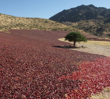 Argentina salta drying peppers