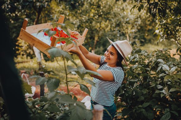 raspberry picking trevelin valley argentina