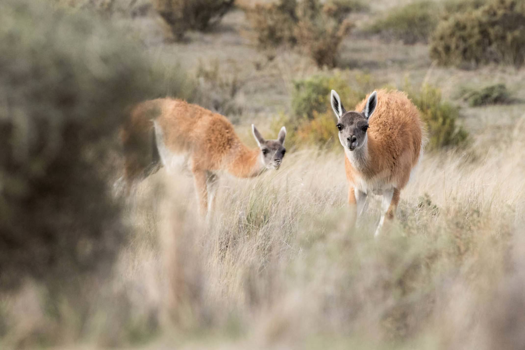 Argentina valdes peninsula guanaco portrait in valdes peninsula argentina patagonia