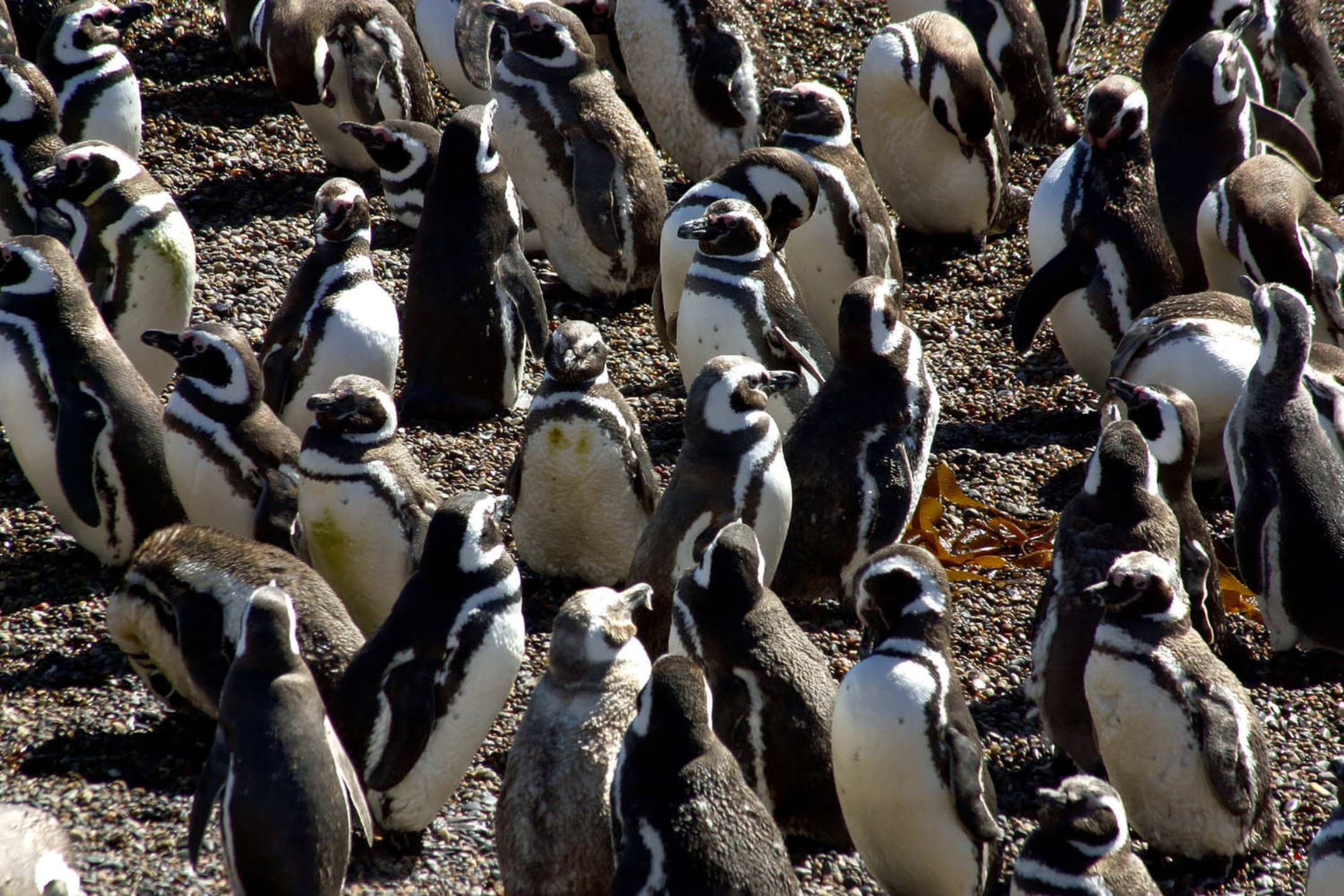 Argentina valdes peninsula magellanic penguins at peninsula valdes patagonia argentina