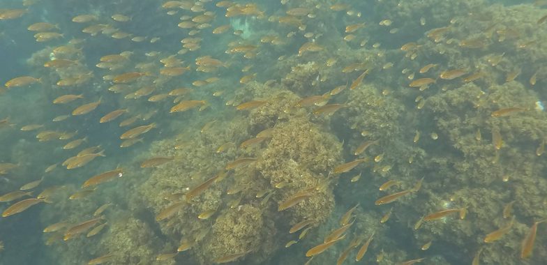 Azores faial gopro 007 snorkelling 2