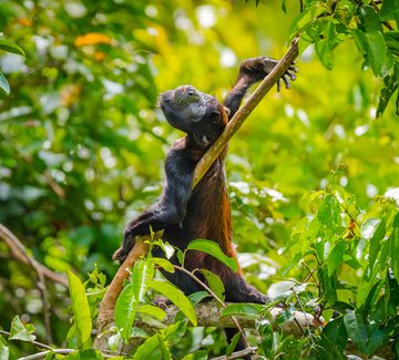 a howler monkey scratches its back on a branch in the canopy
