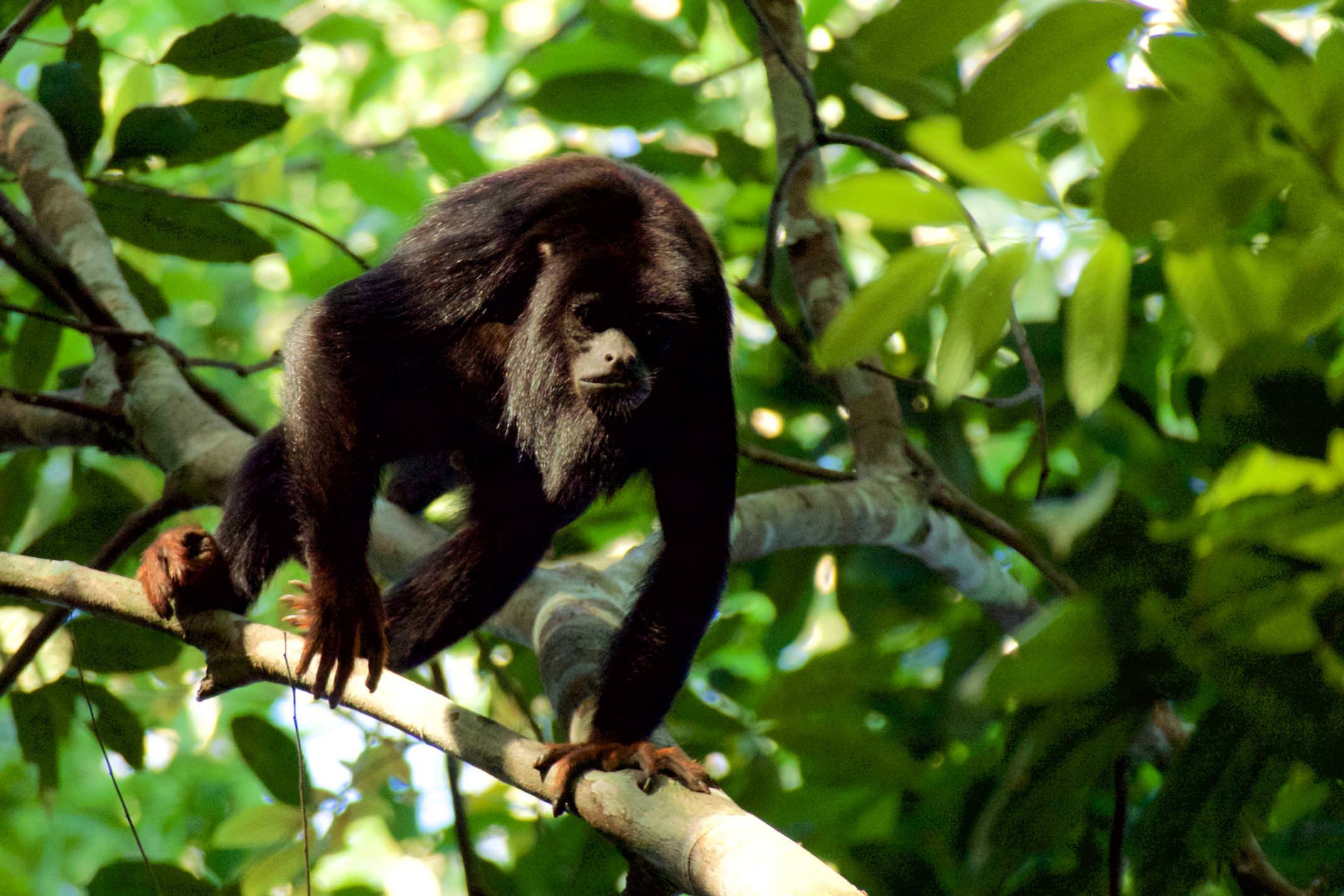 Brazil amazon cristalino lodge red handed howler monkey copyright thomas power pura aventura