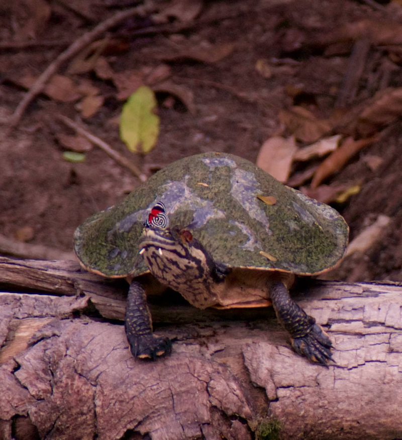 Large Brazil Turtle Wildlife Wonders of Brazil | Pura Aventura