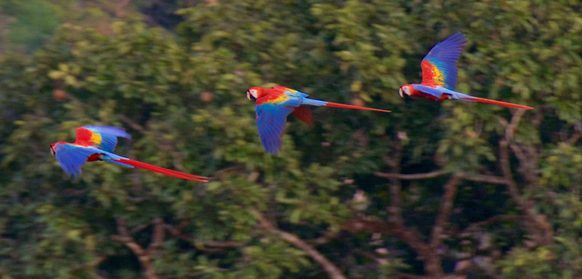 Brazil amazon cristalino lodge scarlet macaw flying past copyright thomas power pura aventura
