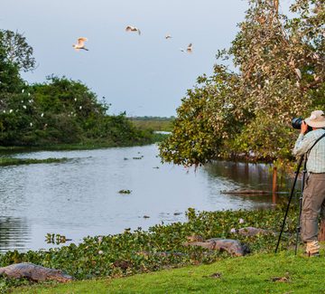 man photographing egrets with caiman at the water's edge in the pantanal