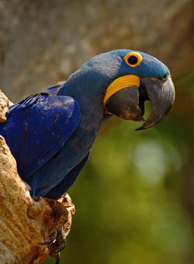 Brazil pantanal big blue parrot hyacinth macaw anodorhynchus hyacinthinus in tree nest cavity pantanal brazil
