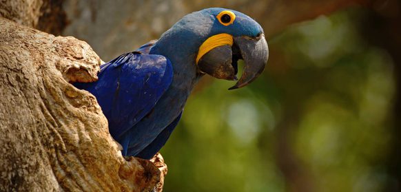 Brazil pantanal big blue parrot hyacinth macaw anodorhynchus hyacinthinus in tree nest cavity pantanal brazil