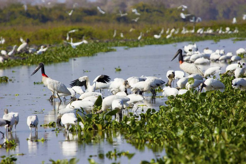 Brazil pantanal birds eating at pantanal pocone mato grosso brazil