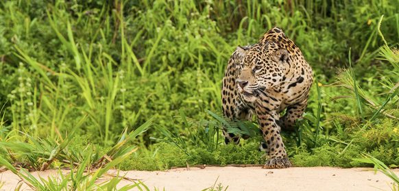 Brazil pantanal c aymara lodge 1