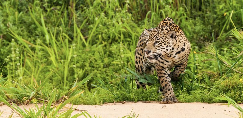 Brazil pantanal c aymara lodge 1