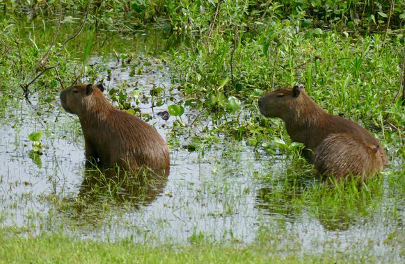 Brazil pantanal caiman lodge capybara bathing copyright thomas power pura aventura