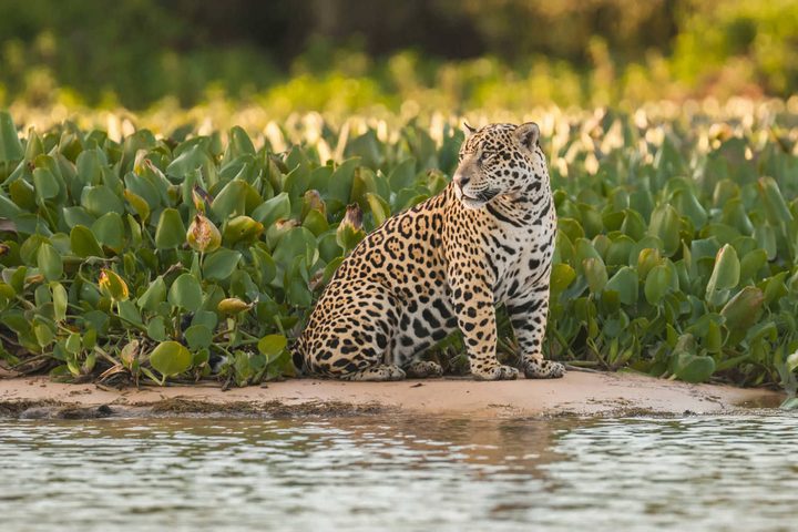 Brazil pantanal jaguar in the jungle pantanal brazil