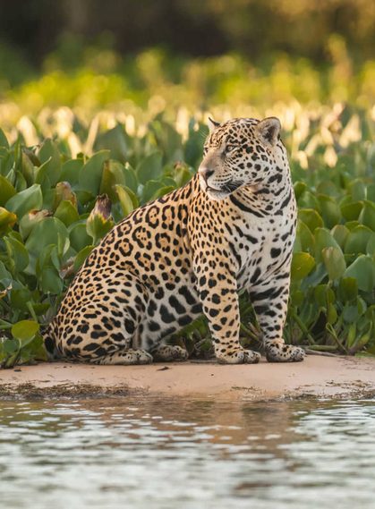 Brazil pantanal jaguar in the jungle pantanal brazil