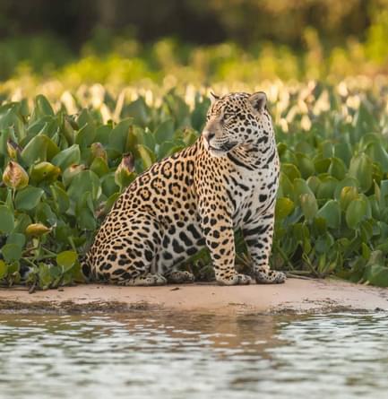 Brazil pantanal jaguar in the jungle pantanal brazil