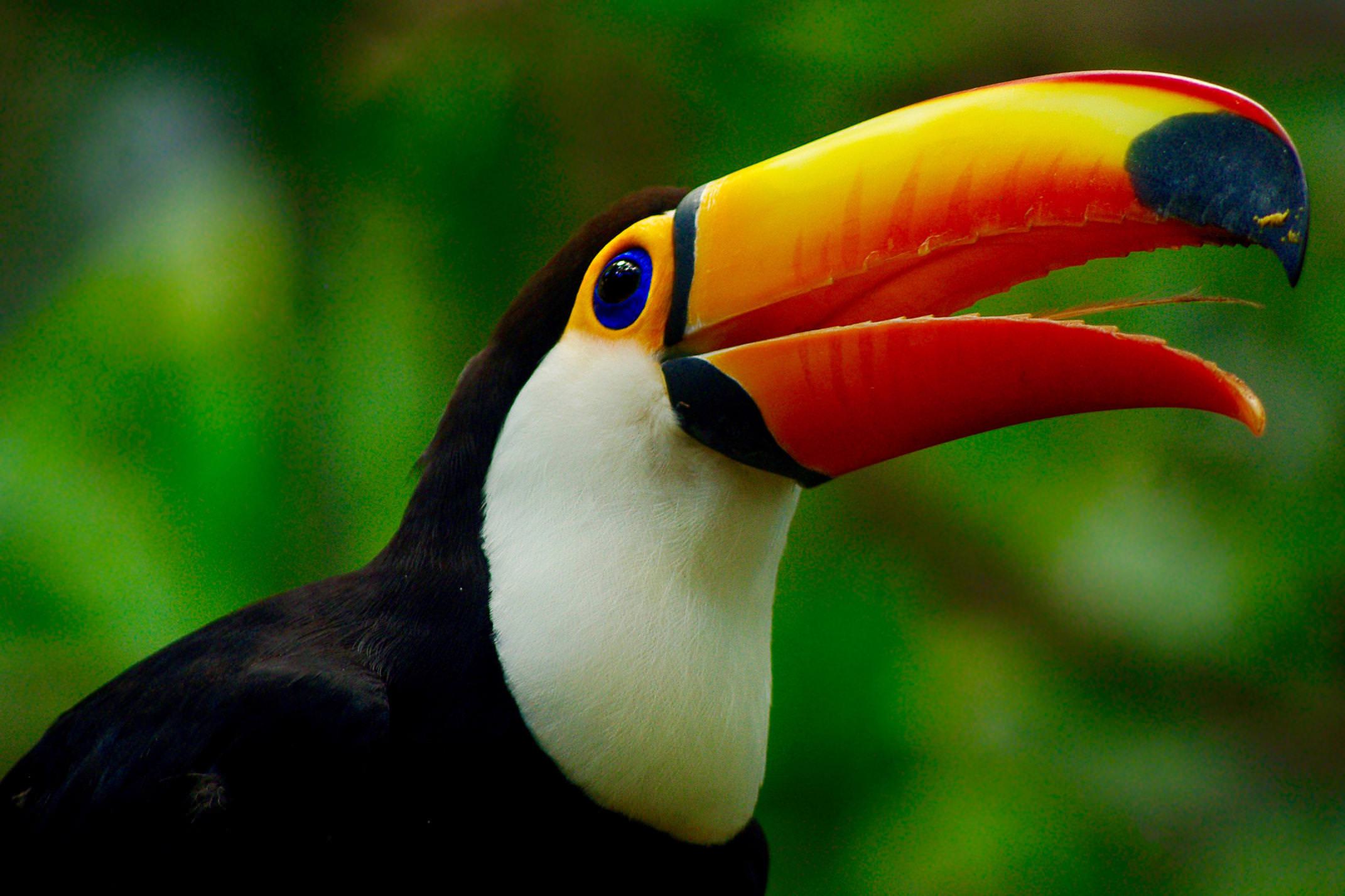 Brazil iguassu toco toucan c chris bladon