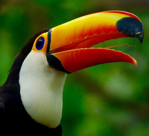 Brazil iguassu toco toucan c chris bladon