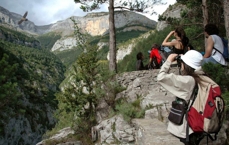 Bearded vulture release, Spanish Pyrenees