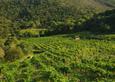 Wine tasting, Catalonia