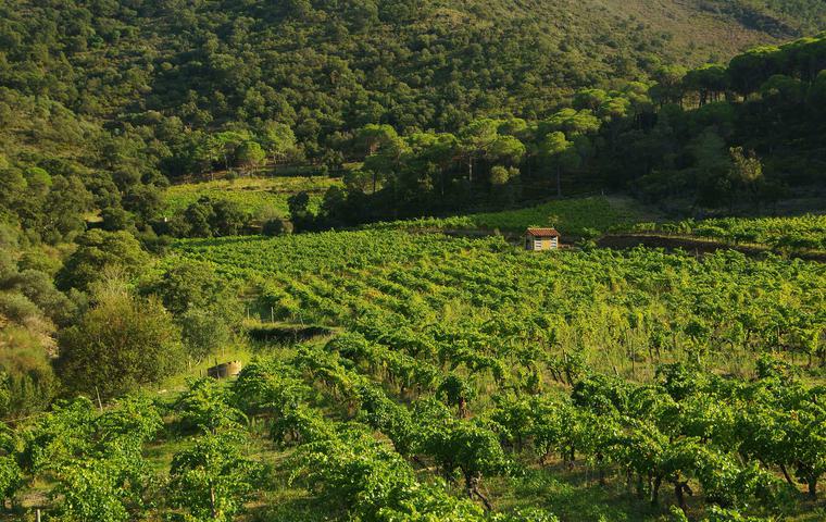 Wine tasting, Catalonia