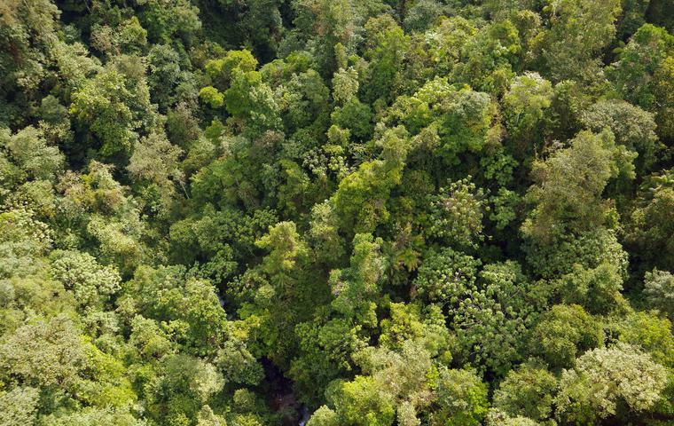 Ecuador mindo cloud forest canopy chris bladon