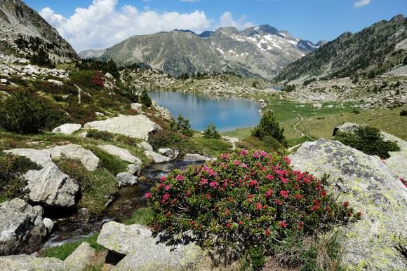 summer roses aiguestortes pyrenees