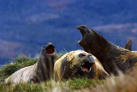 elephant seals chile argentina patagonia australis