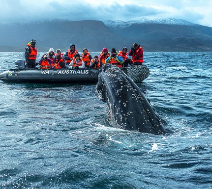 Chile australis cruise whale zodiac c australis