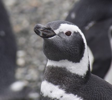 Chile beagle channel australis tucker islet magellanic penguin c pura aventura thomas power P1320761