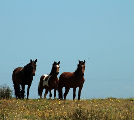 Chile chiloe wild horses pixabay