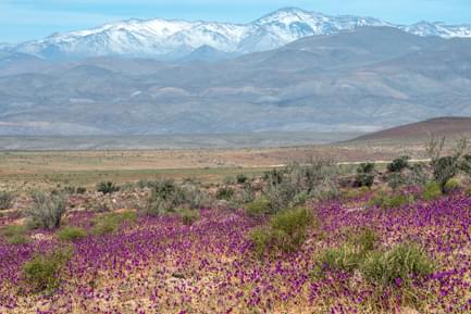 chile flowering desert copiapo